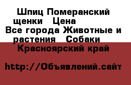 Шпиц Померанский щенки › Цена ­ 25 000 - Все города Животные и растения » Собаки   . Красноярский край